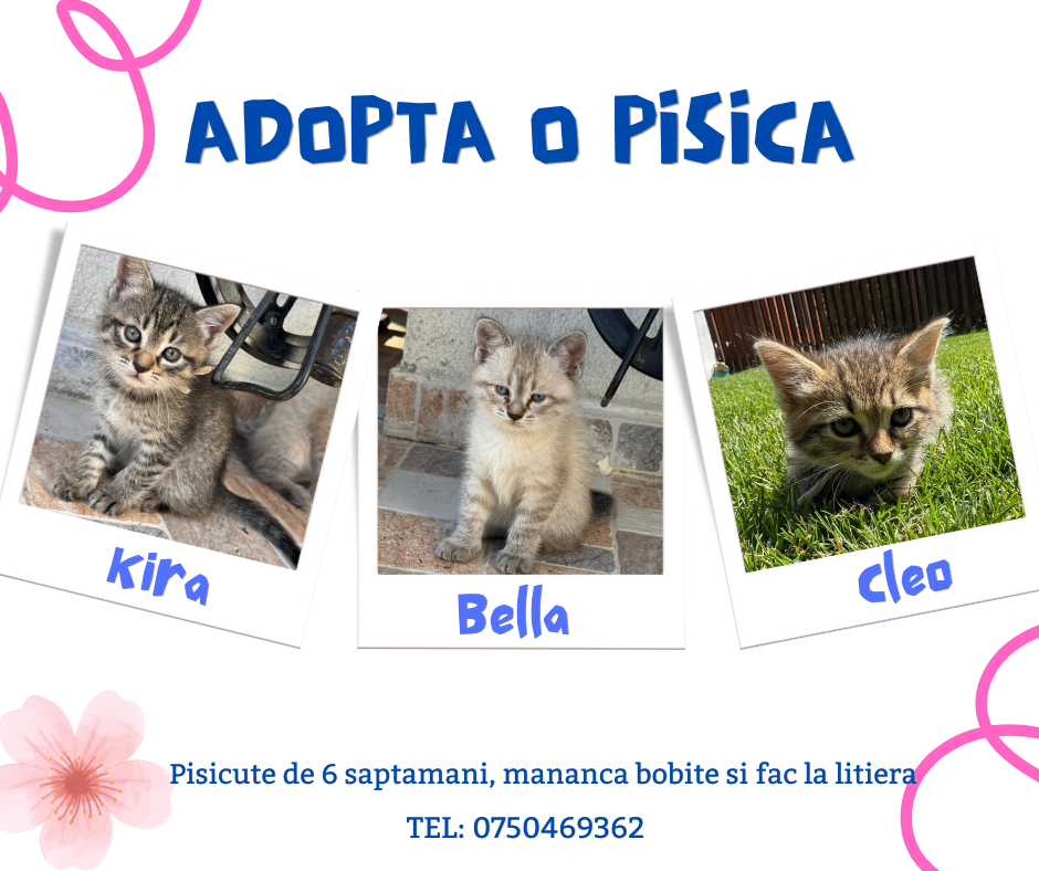 Pisicute