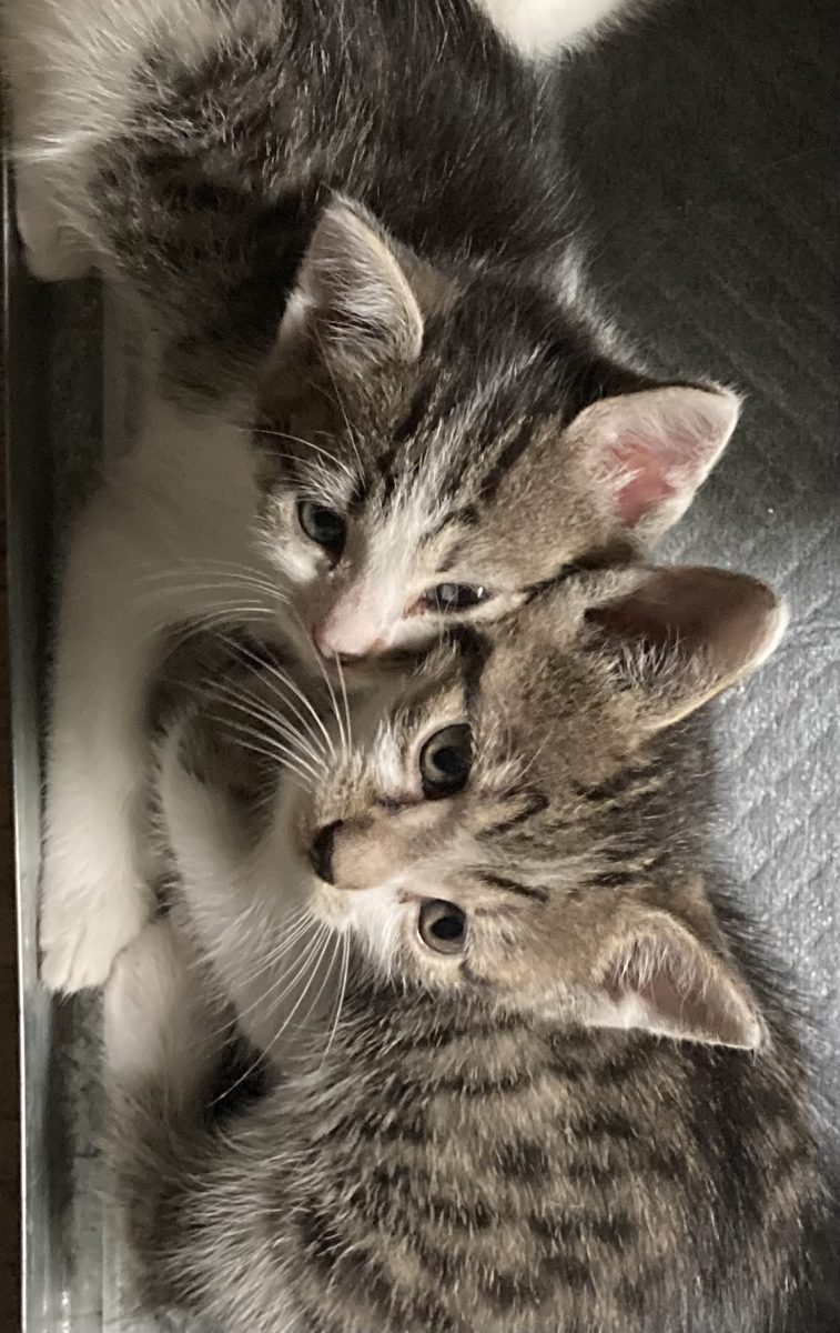 Pisicuti dragalasi pentru adoptie