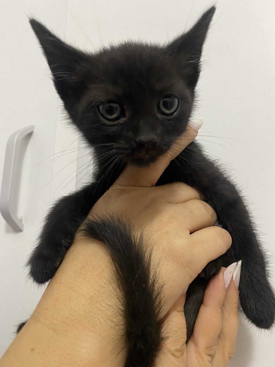 Adopta un suflet curat