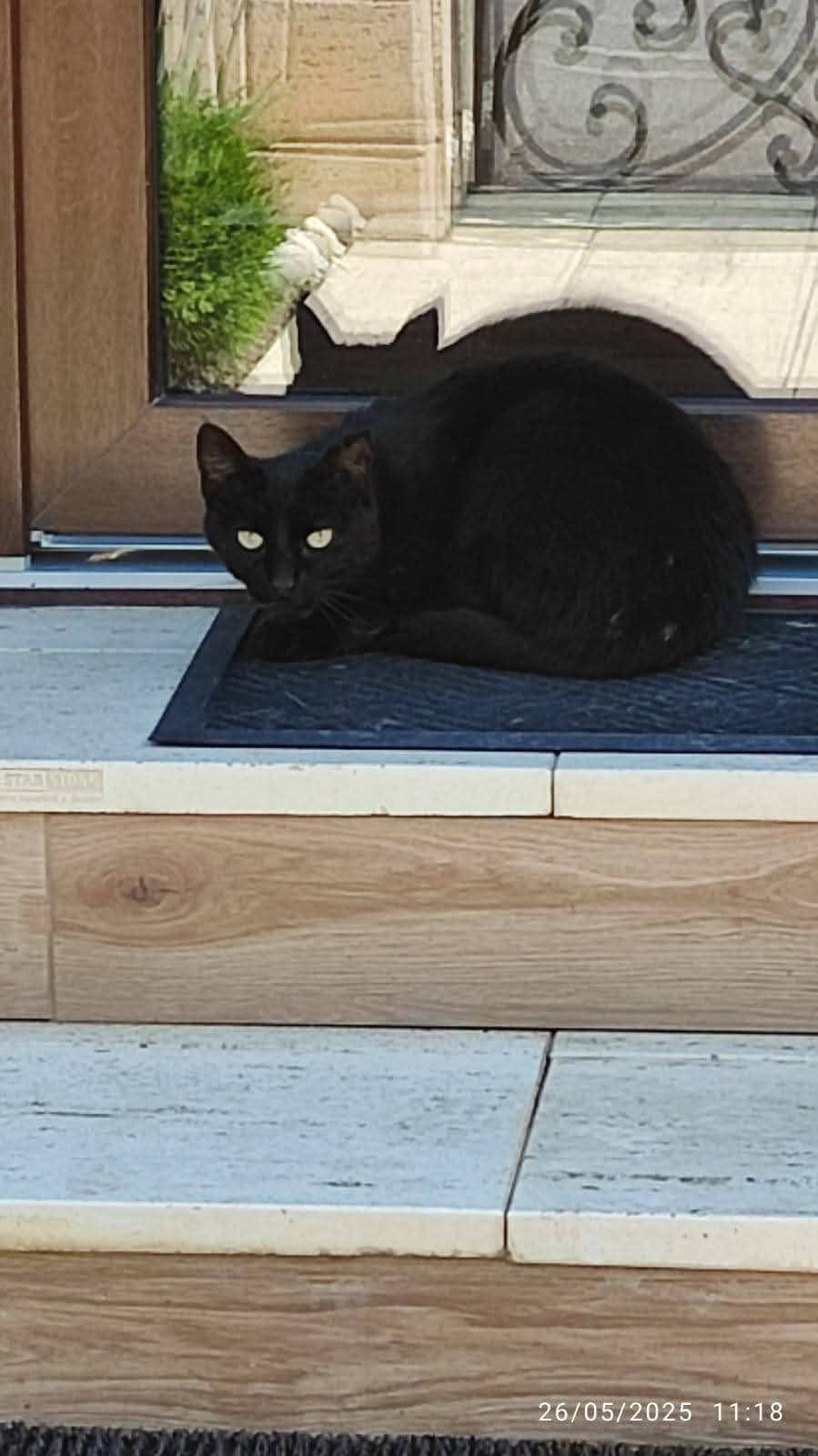 Adopții pisici
