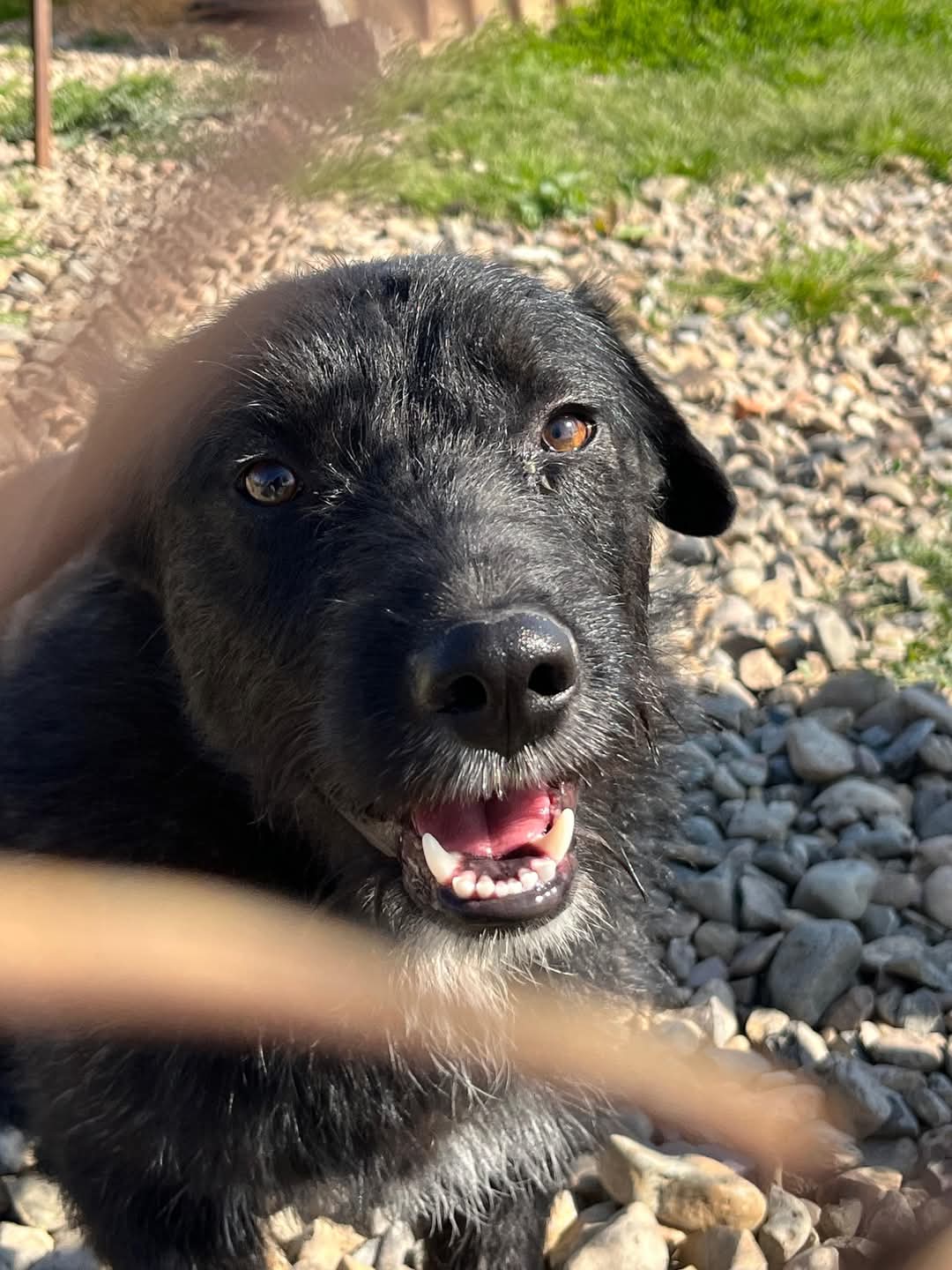 Adopții caini