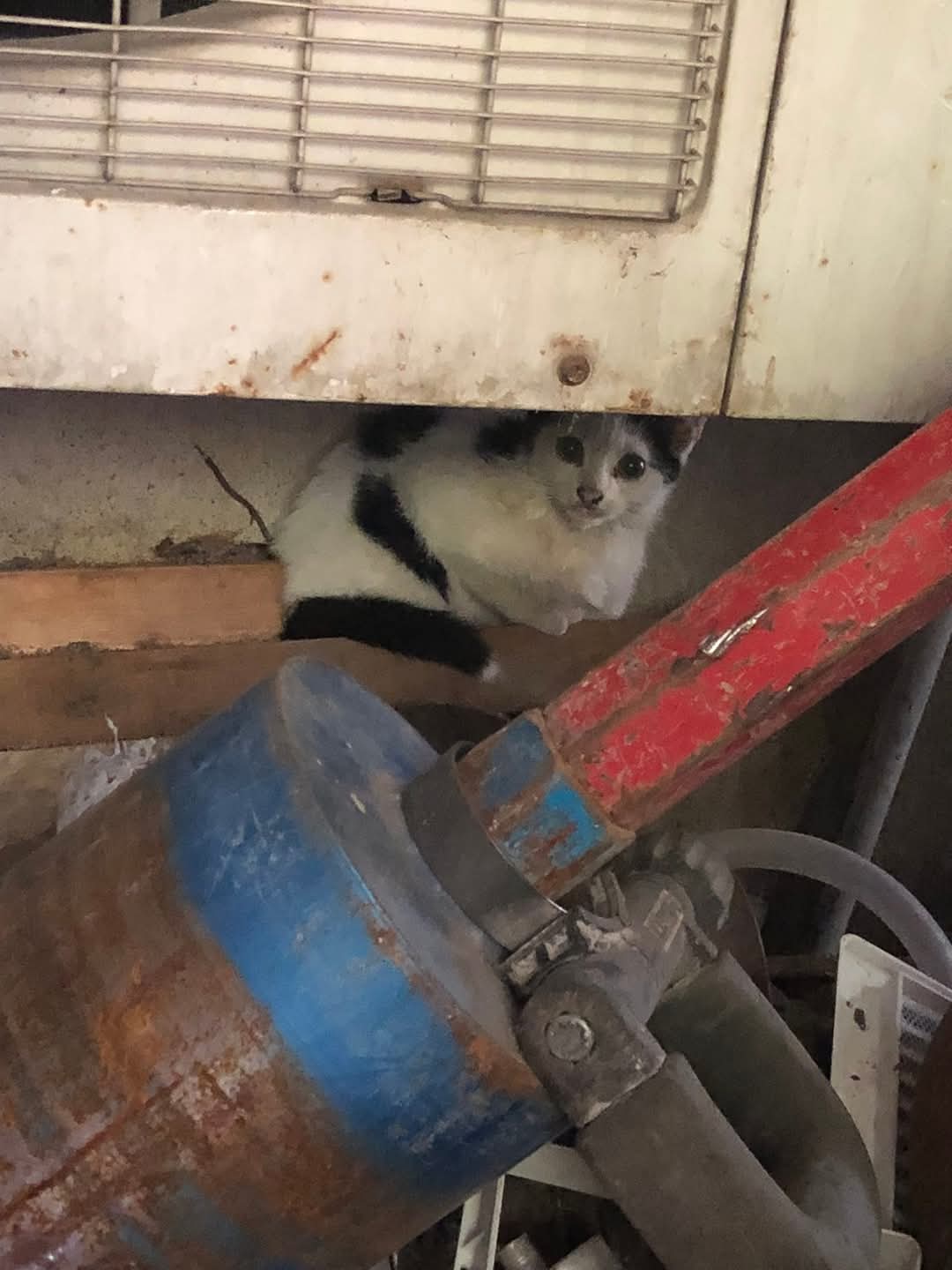 Adopții pisici