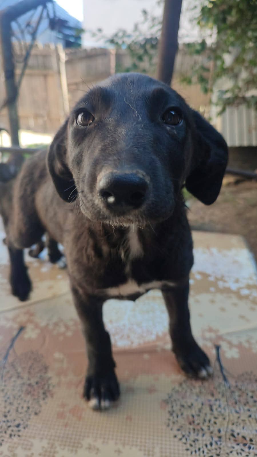 Adopții catei