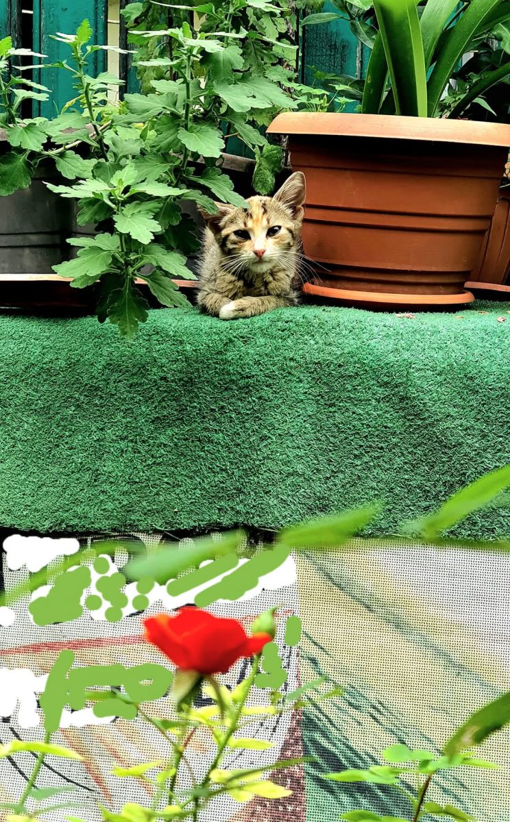 Pisicuță pentru ADOPȚIE RESPONSABILĂ _ Junior_Calico (Forica)