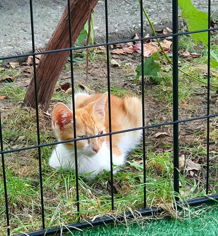Pentru ADOPȚIE RESPONSABILĂ _ #Half_Blondon (zis şi Drăgăstosul)