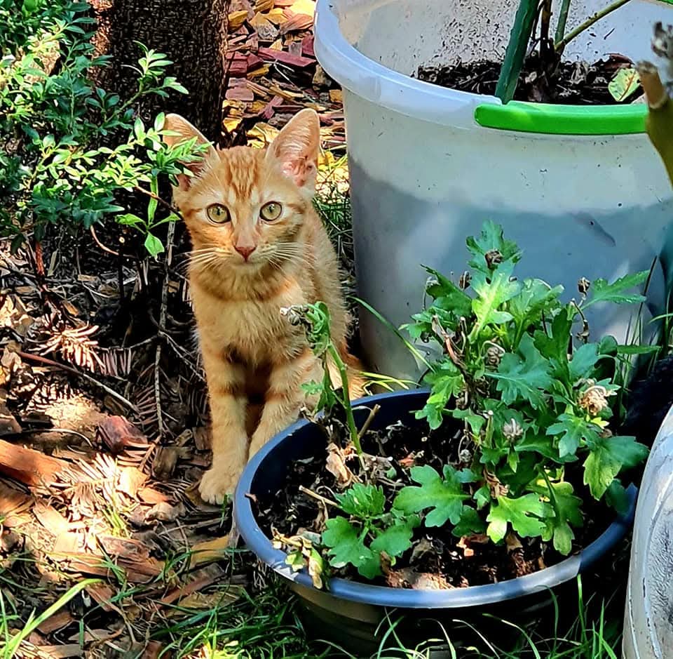 Pentru ADOPȚIE RESPONSABILĂ _ #All_Blondon (zis şi Garfi)