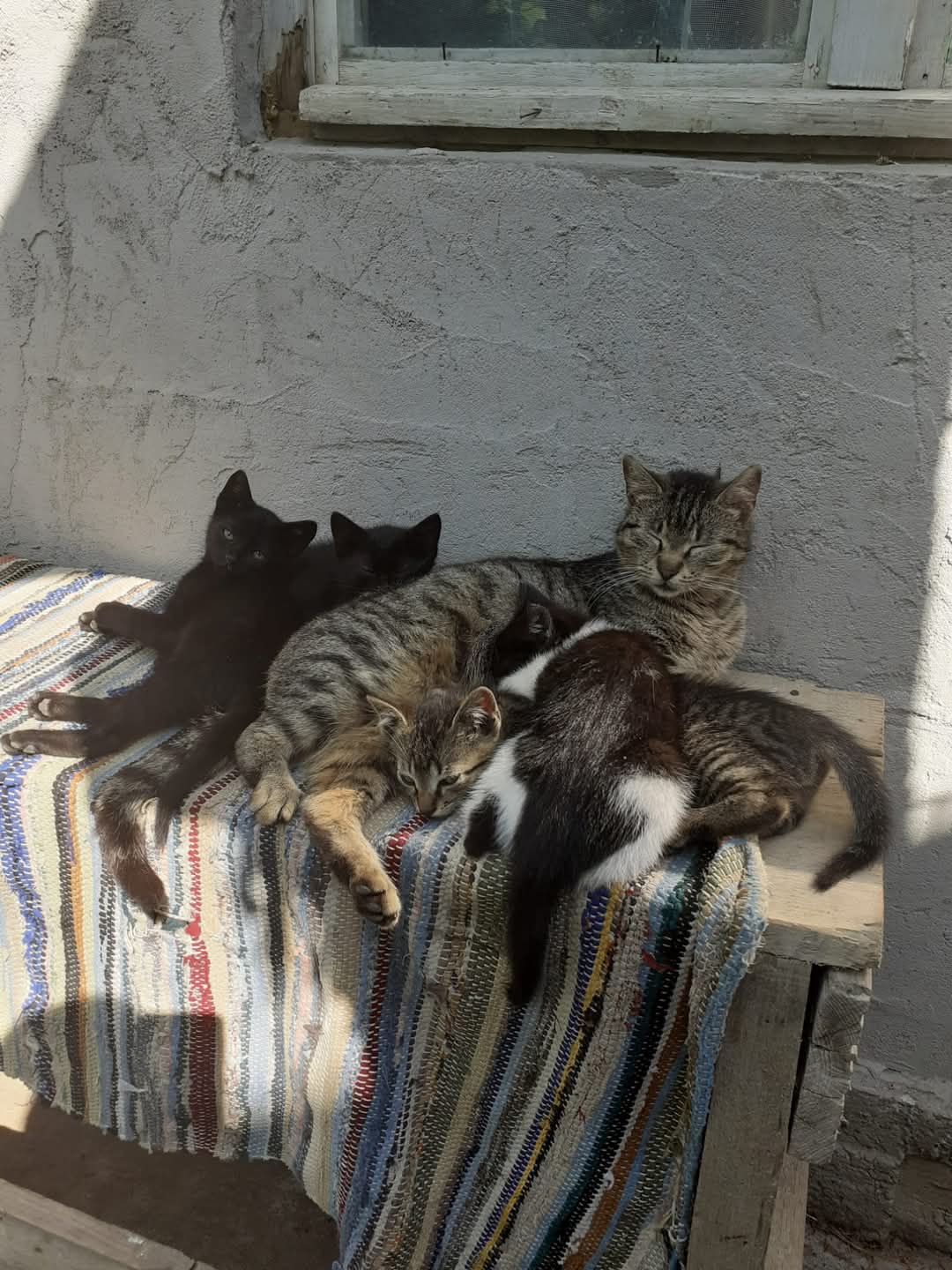 Adopții pisici