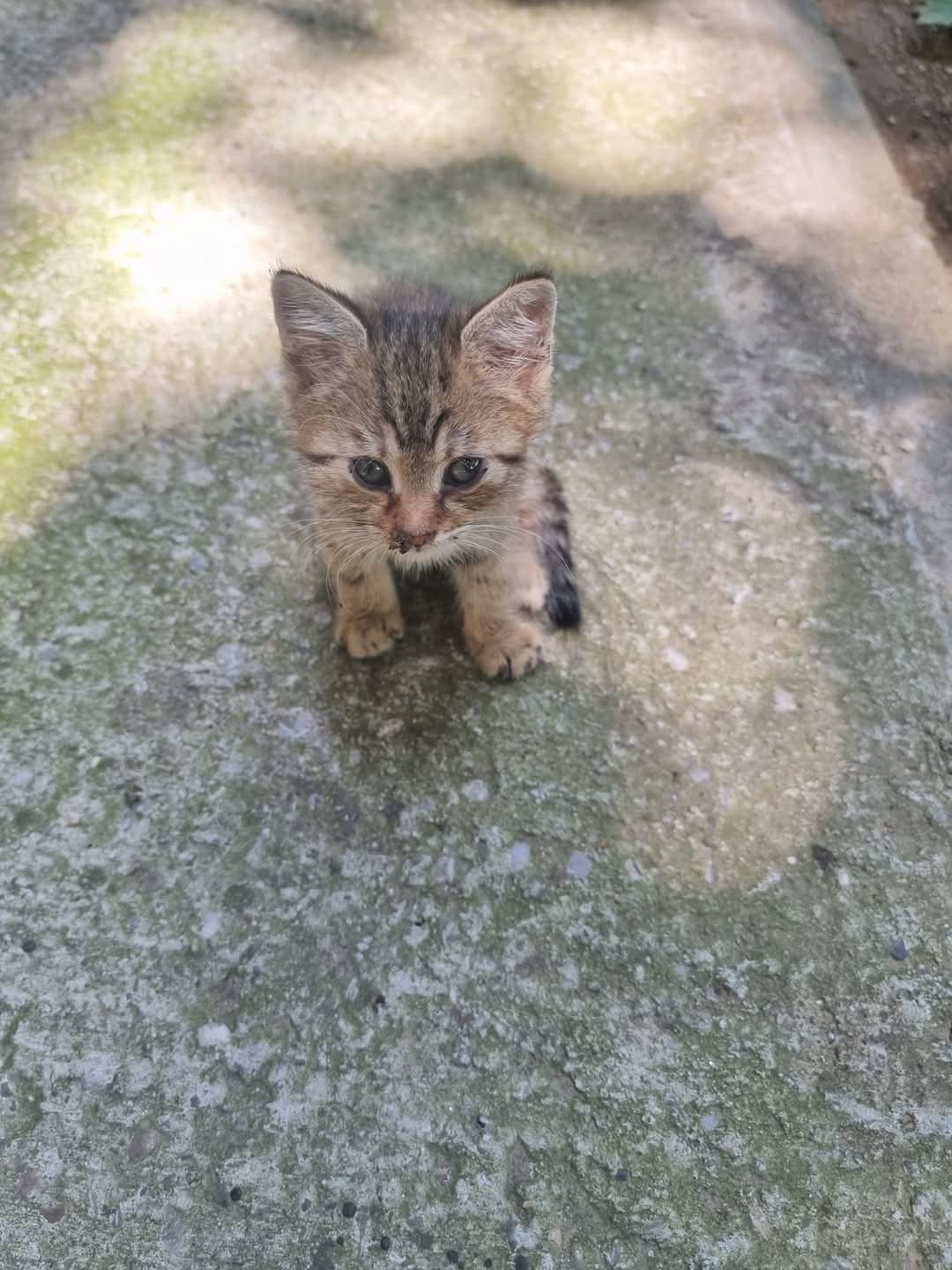 Adopții pisici