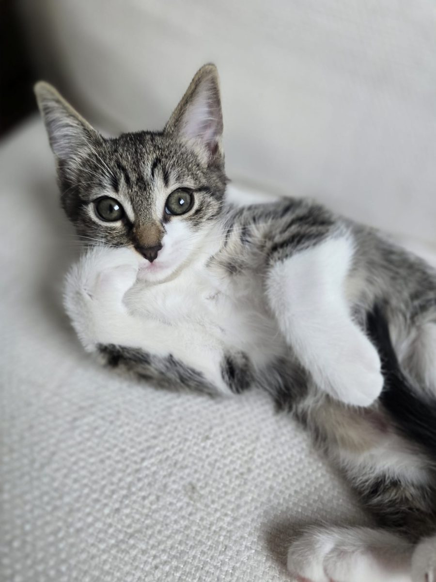 Zely, diva caută familie în București