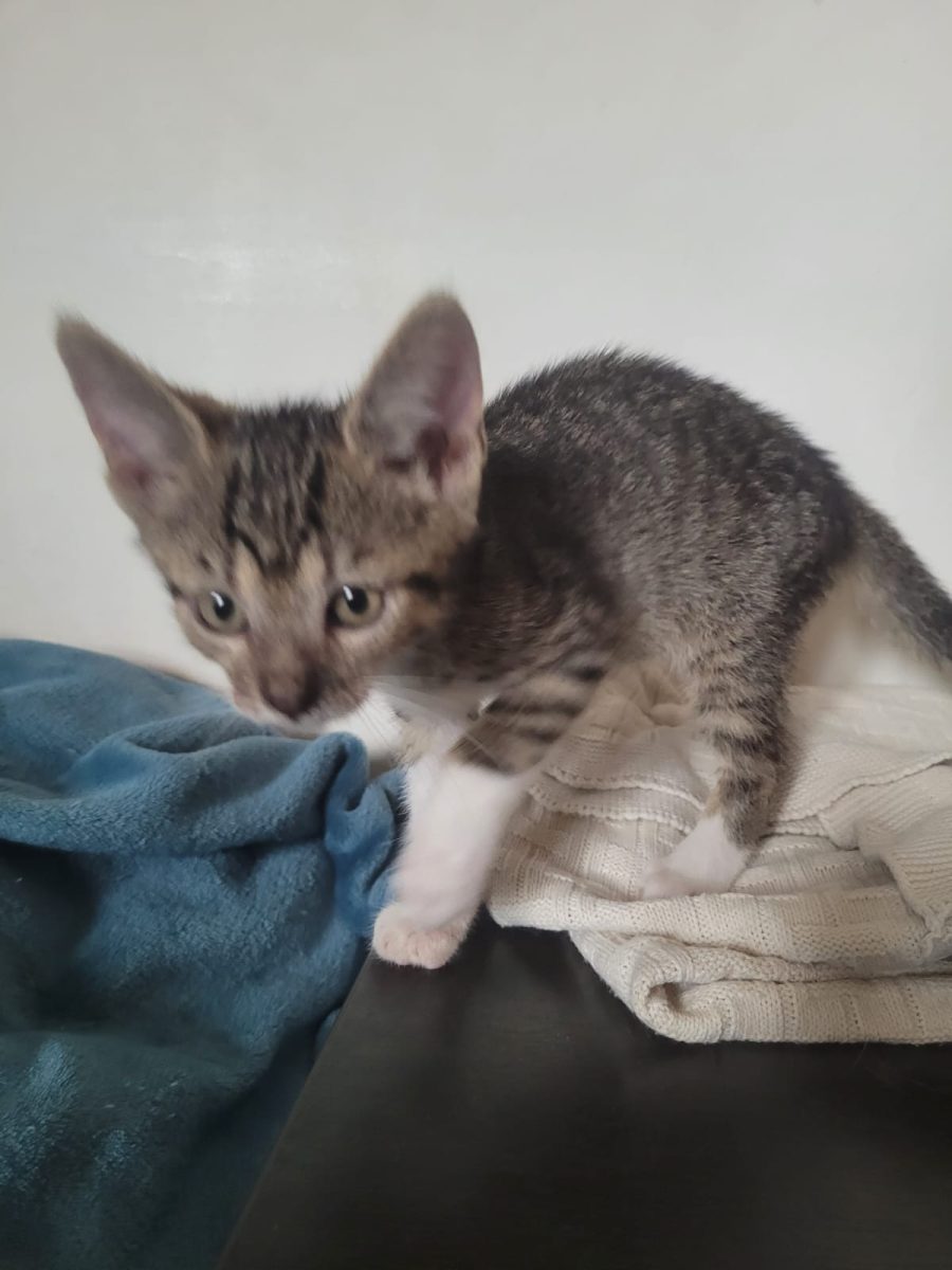 Ofer pui de pisica spre adopție