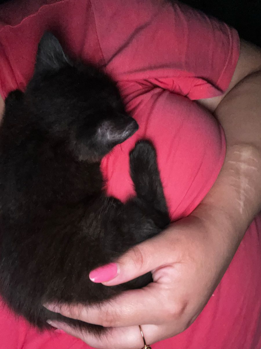 Adopții pisici