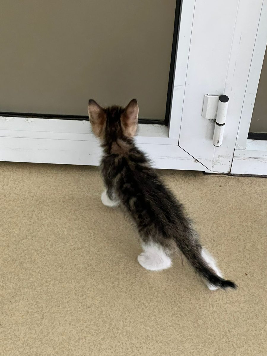 Pui de pisica pentru adoptie