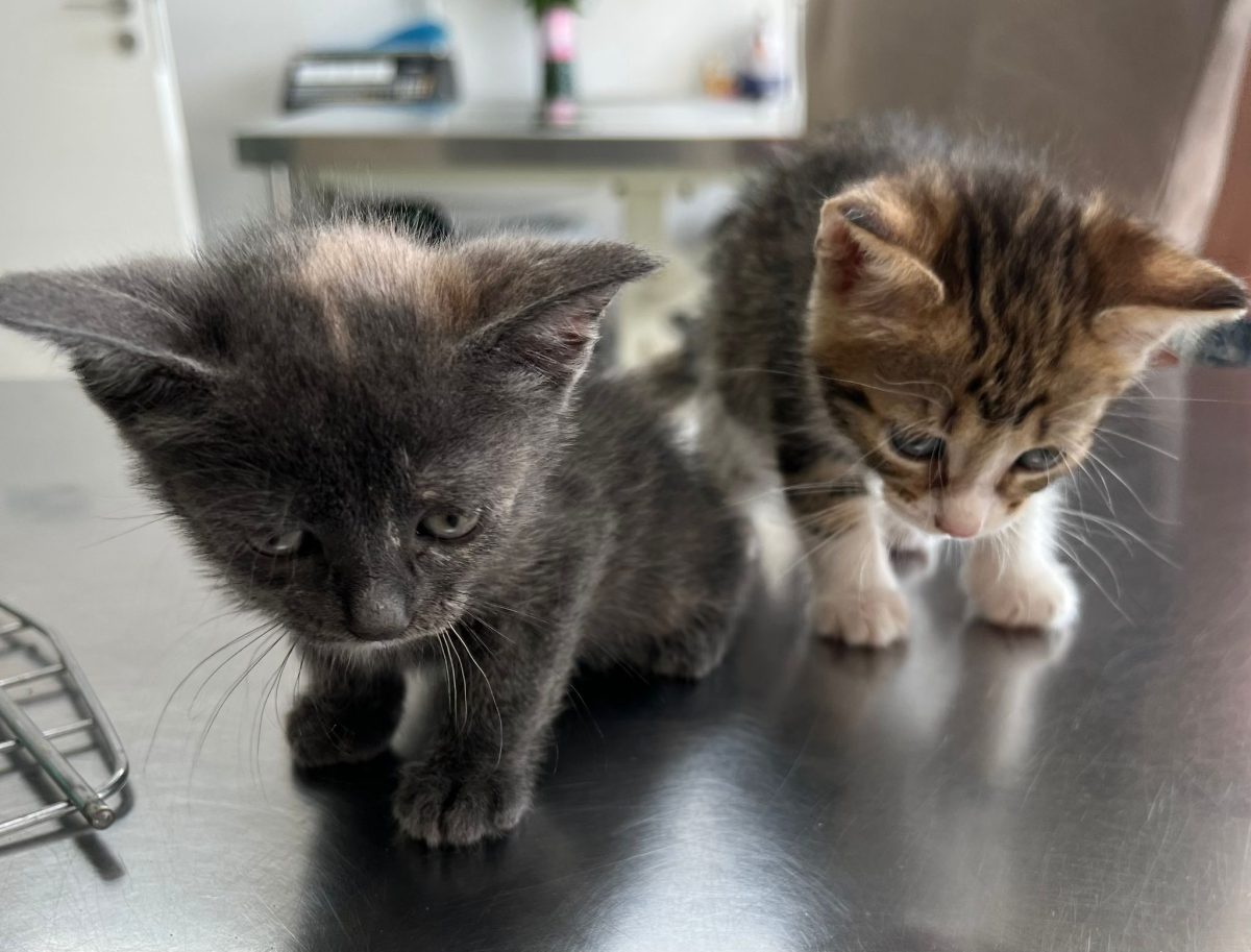 Pisica pentru adoptie