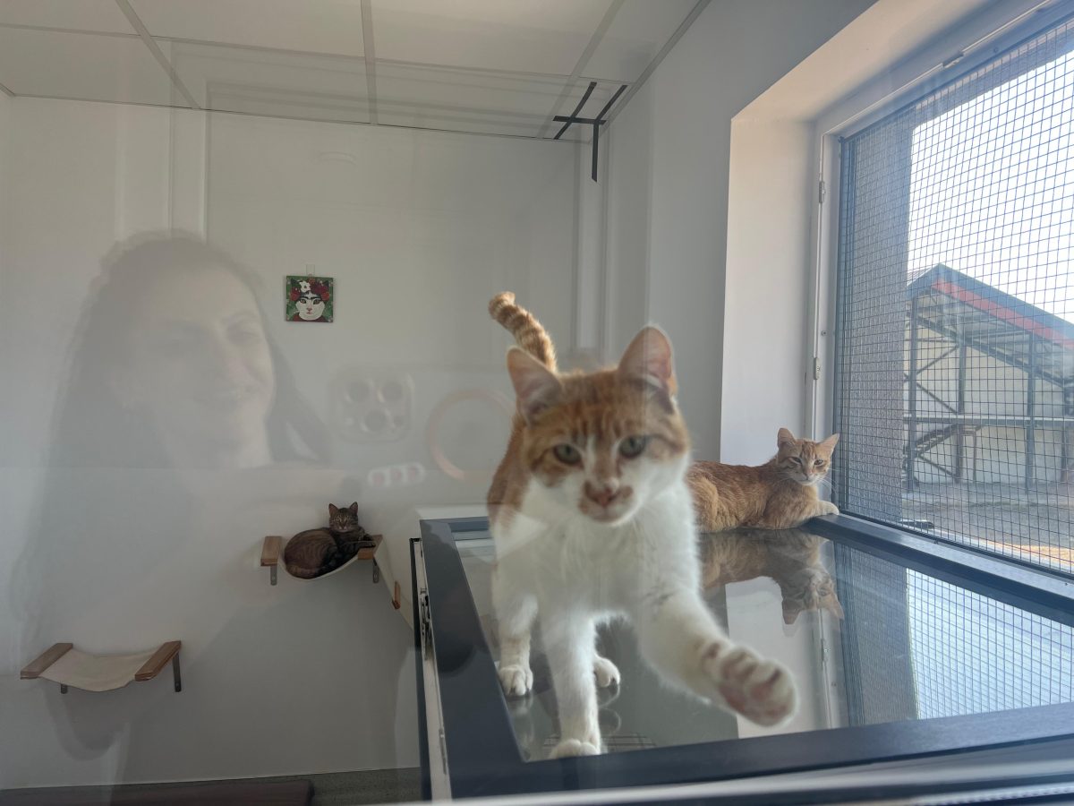 🐾 Pisici adorabile caută familii iubitoare! 🏡