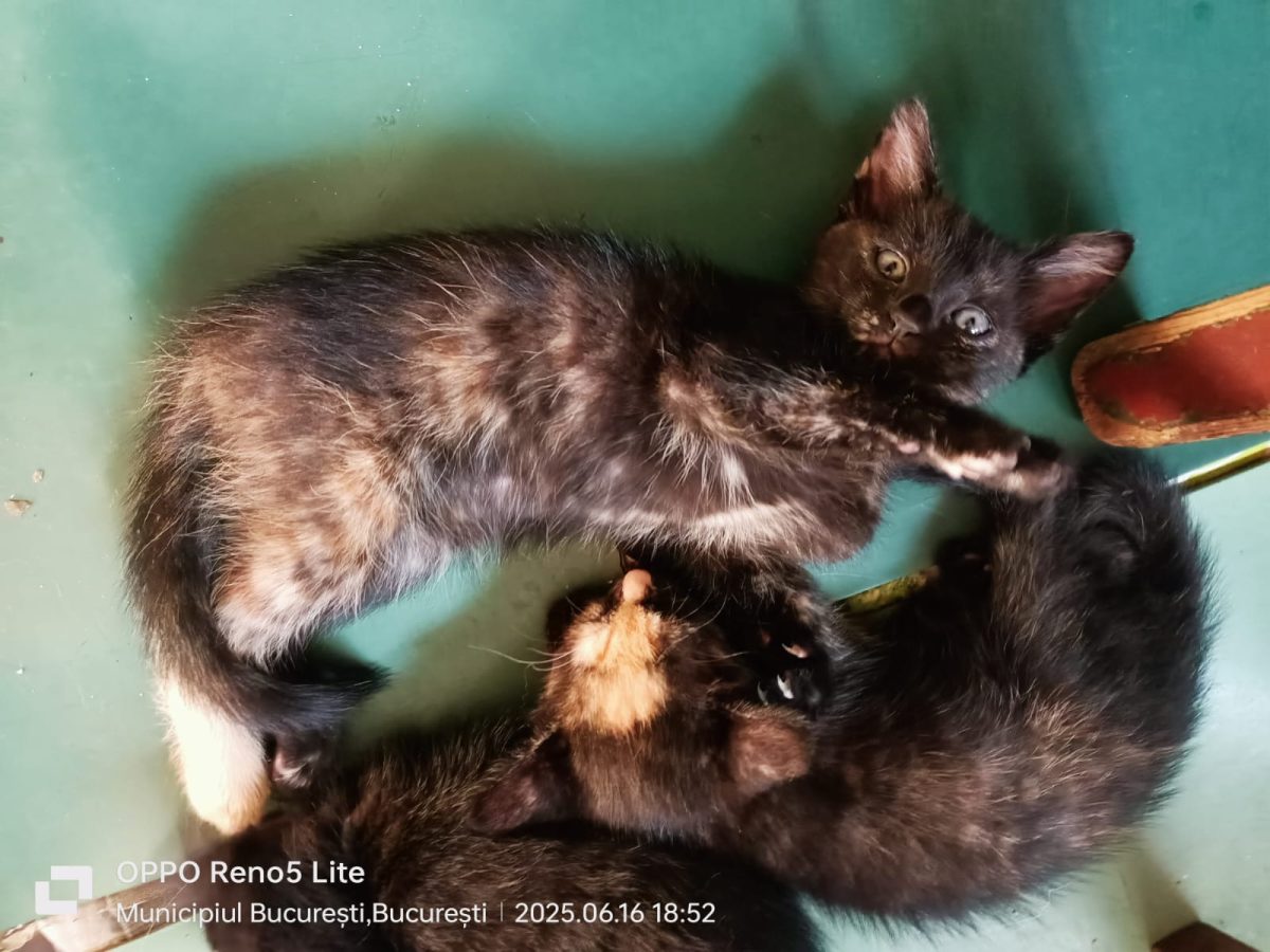Adoptie 3 Pui de pisica Calico