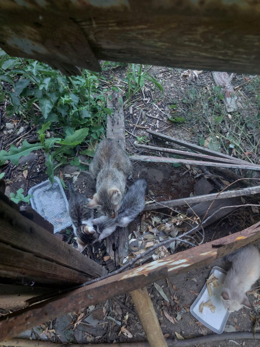 Pisicuțe abandonata cu pui