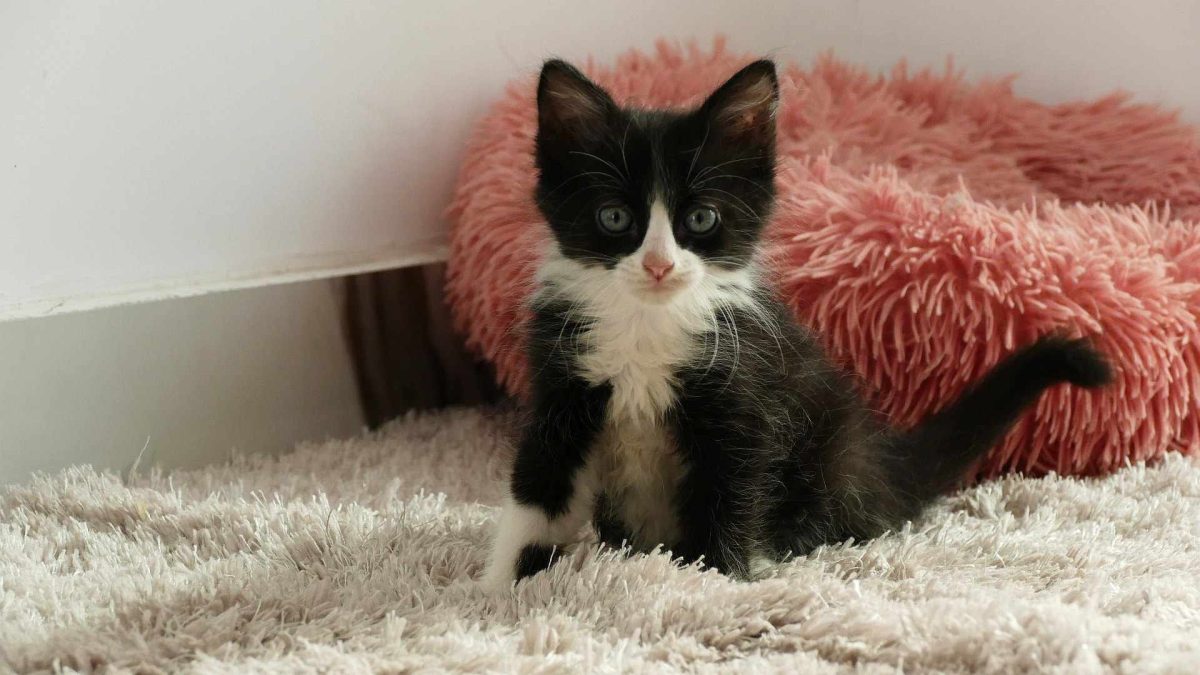 Adonis si Figaro, predestinati