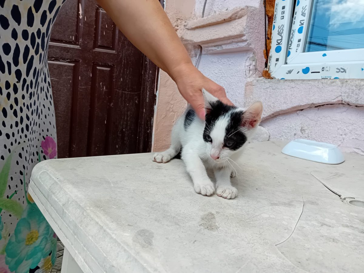 5 pisoi isi cauta casuta!