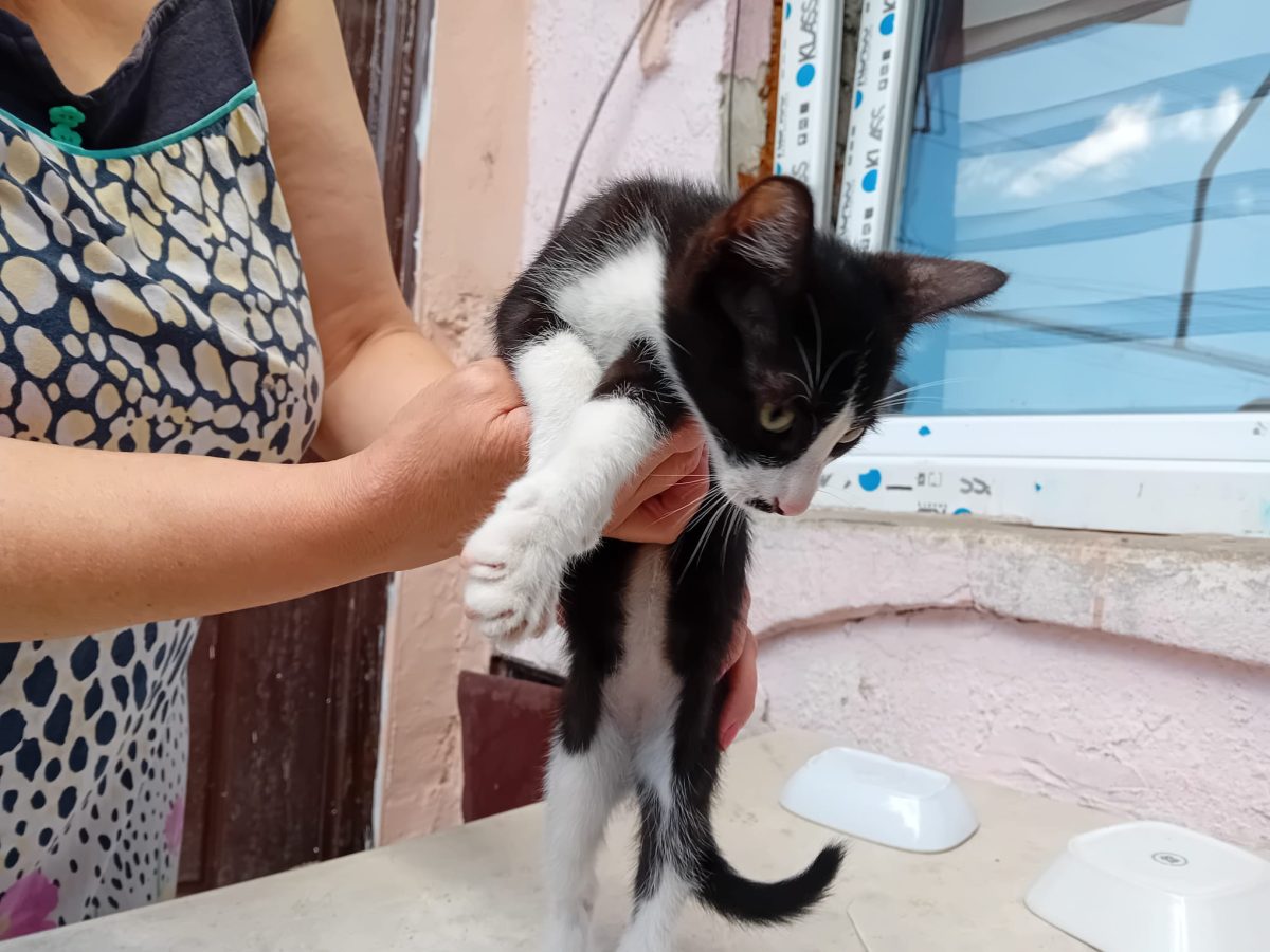 5 pisoi isi cauta casuta!