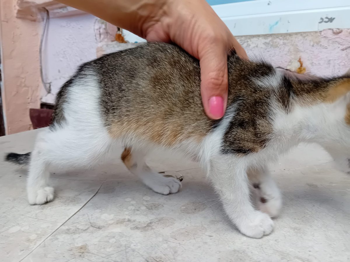 5 pisoi isi cauta casuta!