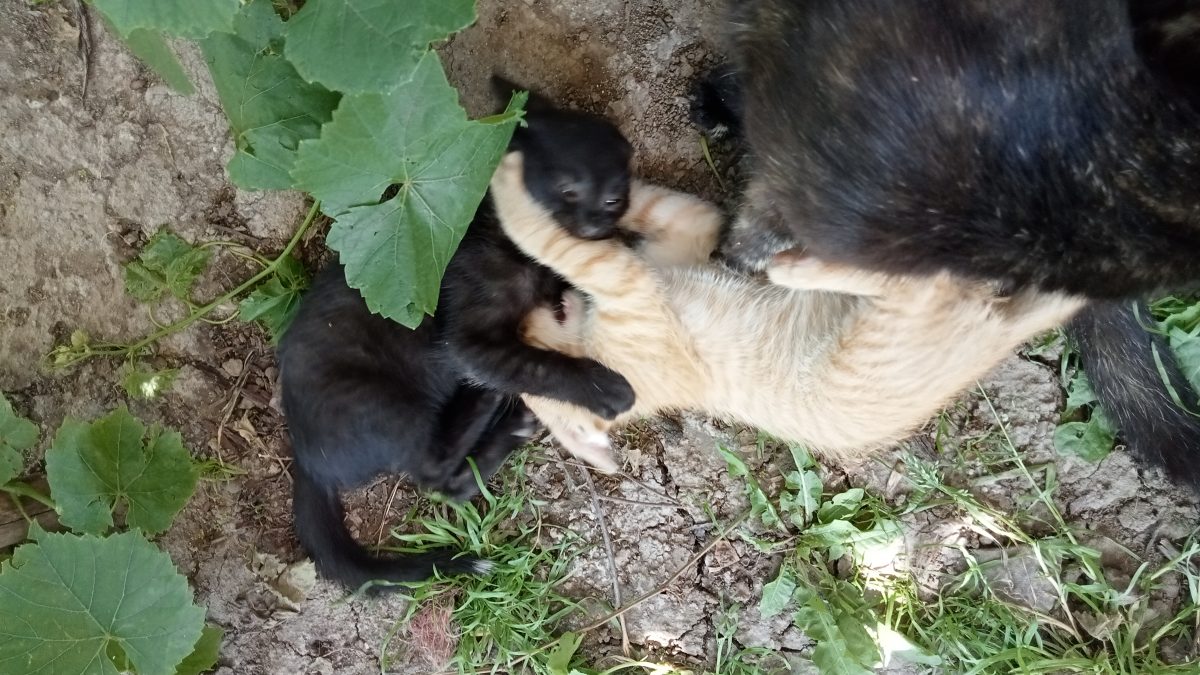 Pui de pisică negru