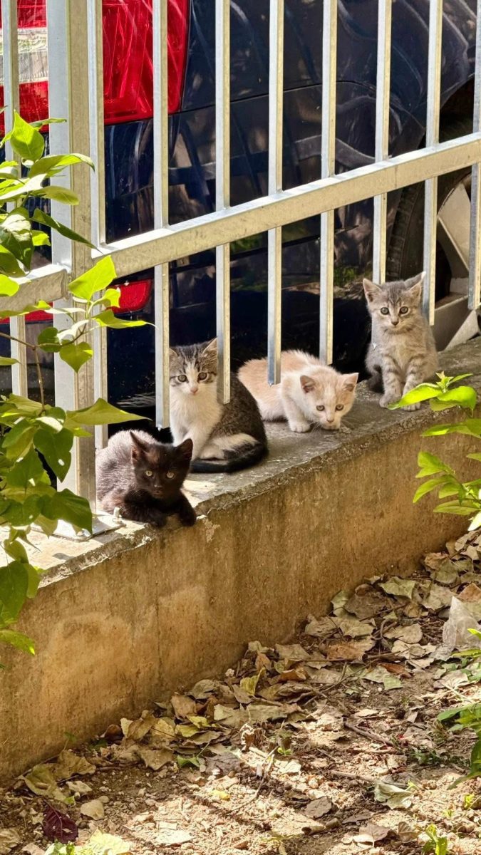 Zuri cea plină de speranță