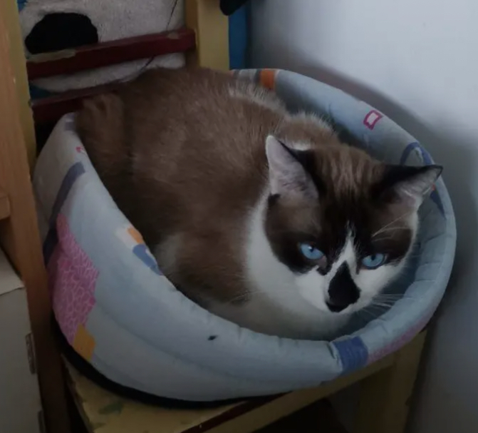 🐾 Kiki își caută o nouă casă! 🐾