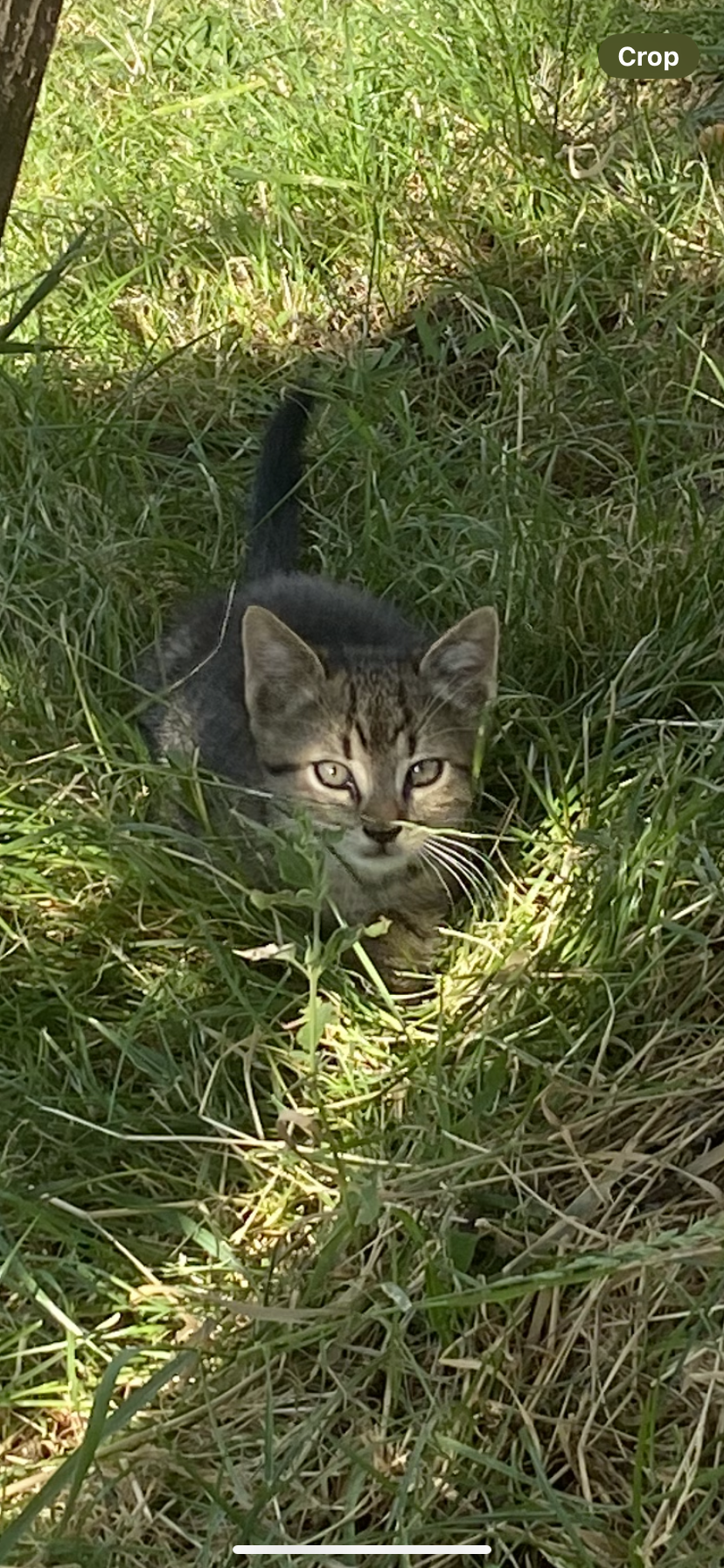 3 Pisicute spre adopție