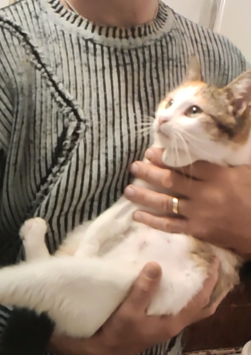 Fetiță calico extrem de blândă și iubitoare