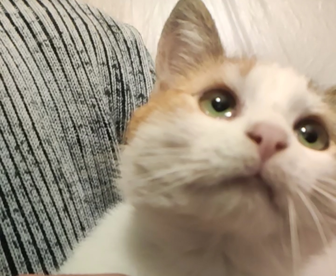 Fetiță calico, extrem de blândă și iubitoare