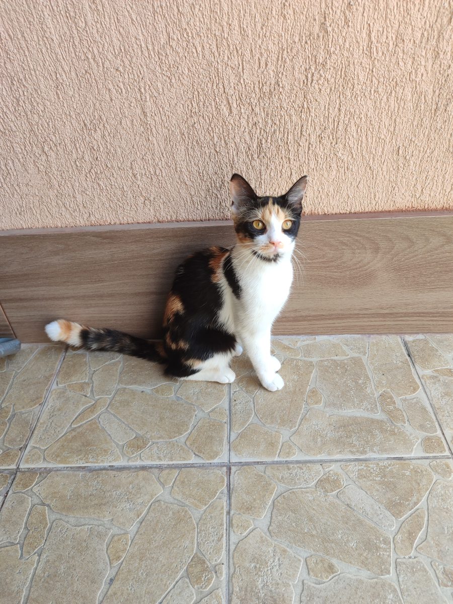 Pisica calico