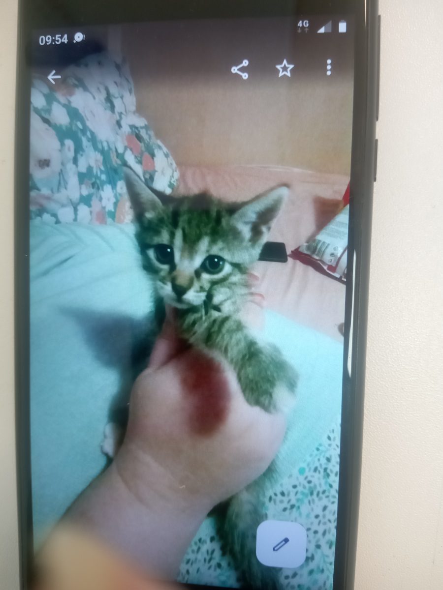 Donez puiuți de pisica 2 luni