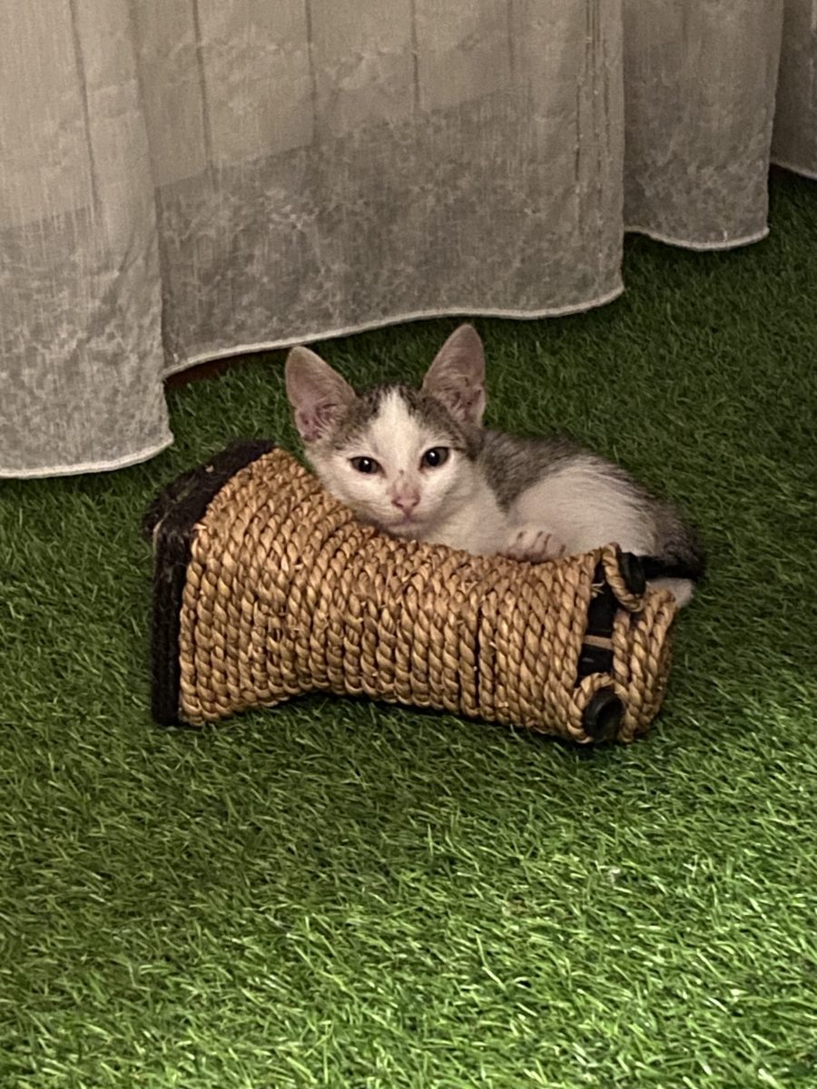 Micuța Sisi😻