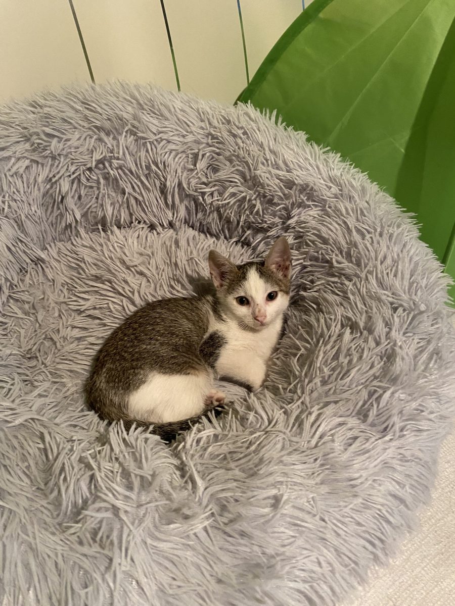 Frumusica Sisi🥰