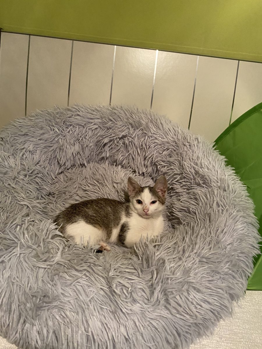 Iubire pura🥰