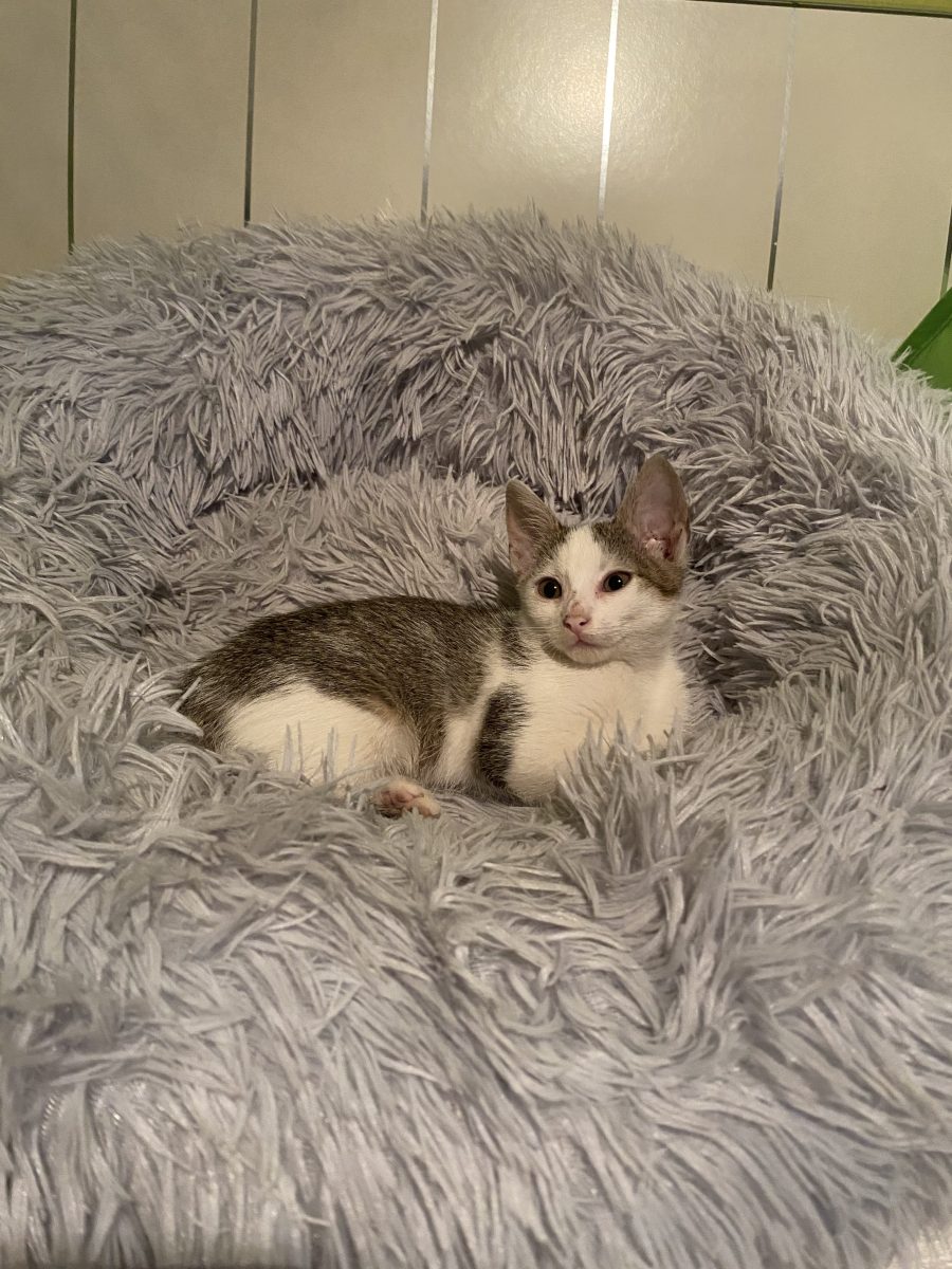 Sisi cauta o familie 🥰