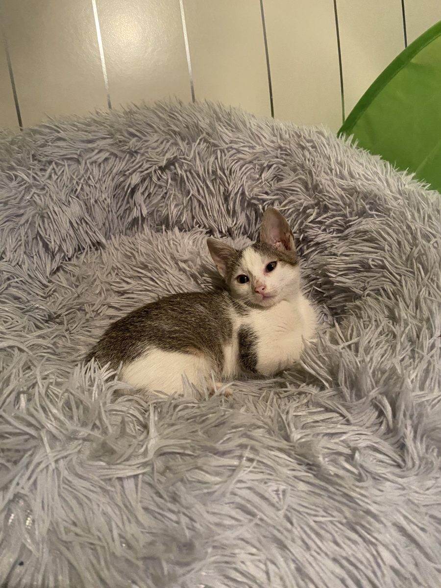 Micuța Sisi😍