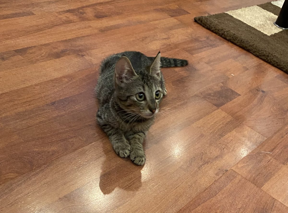 Konie minunata😻