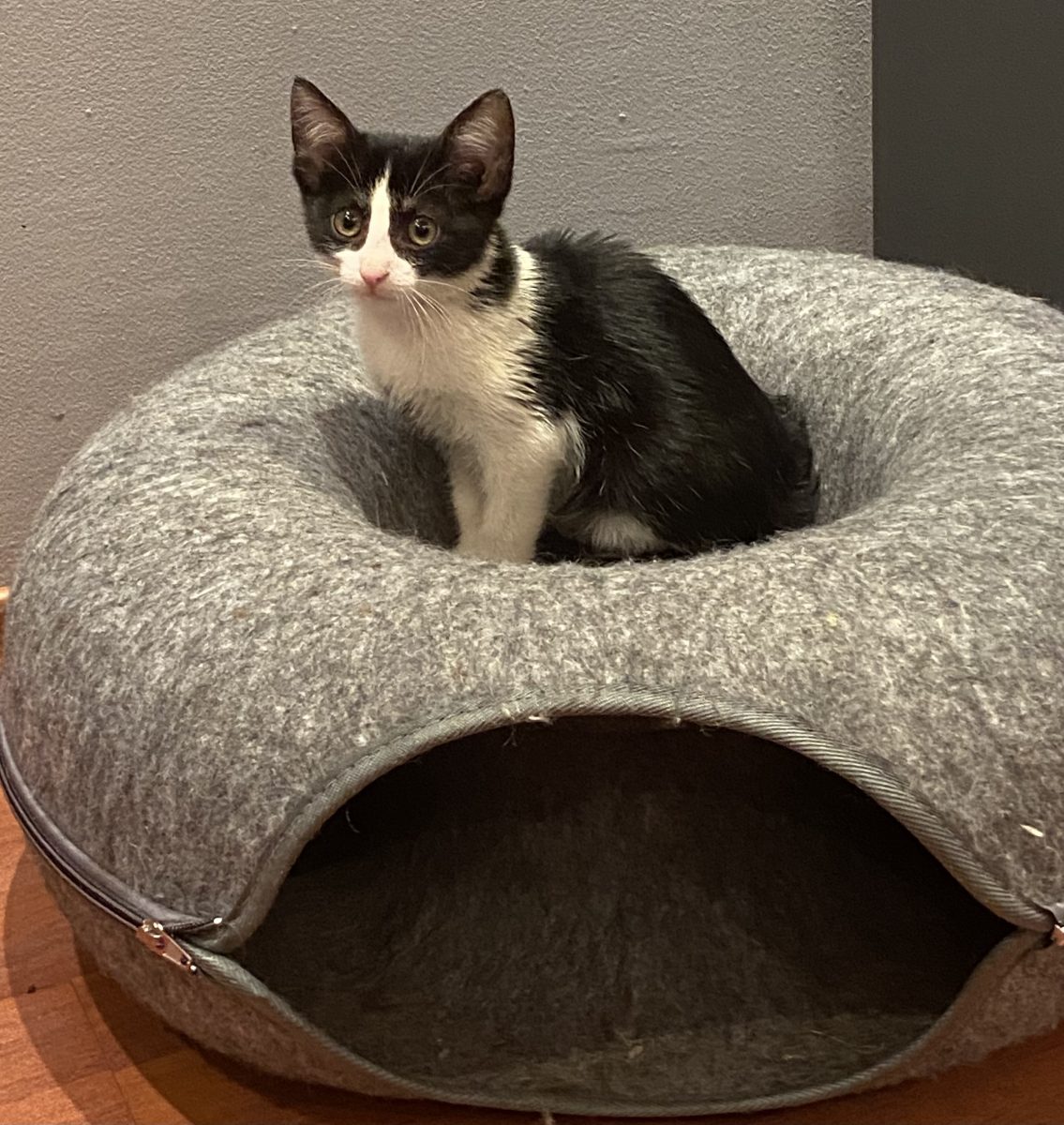 Micuța Foxie pentru adopție 😻