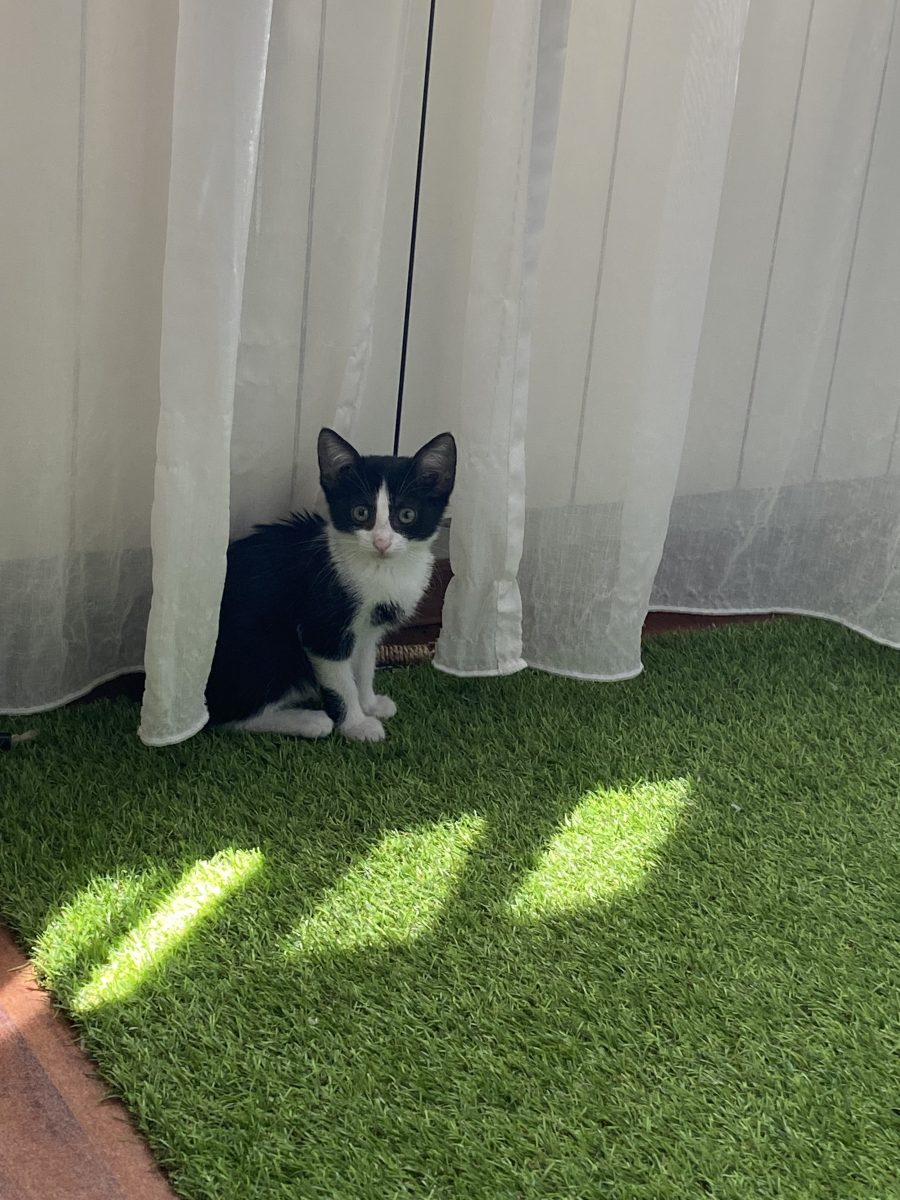 Micuța Foxie😍