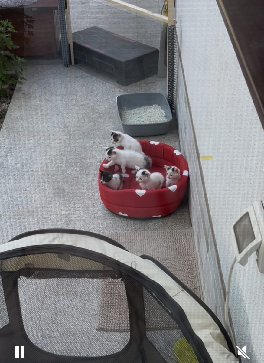 5 puiuti albi de pisica isi cauta omul lor