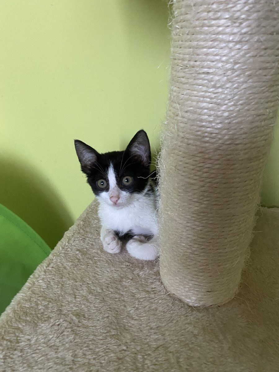 Micuța Foxie 😻