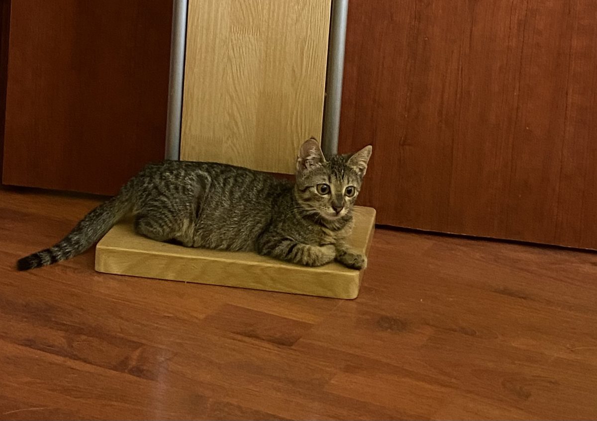 Konie minunata😻