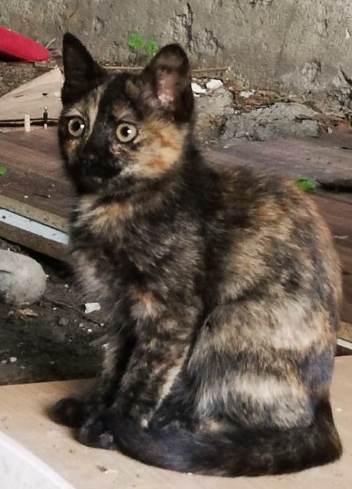 Pisicuta tortoiseshell pui, gratuit