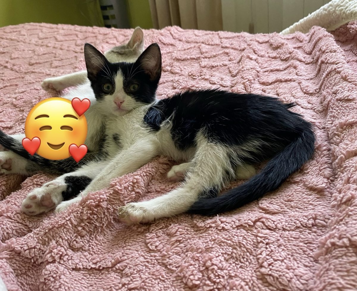 Foxie o minune de pisicuță 🐈‍⬛ 😍
