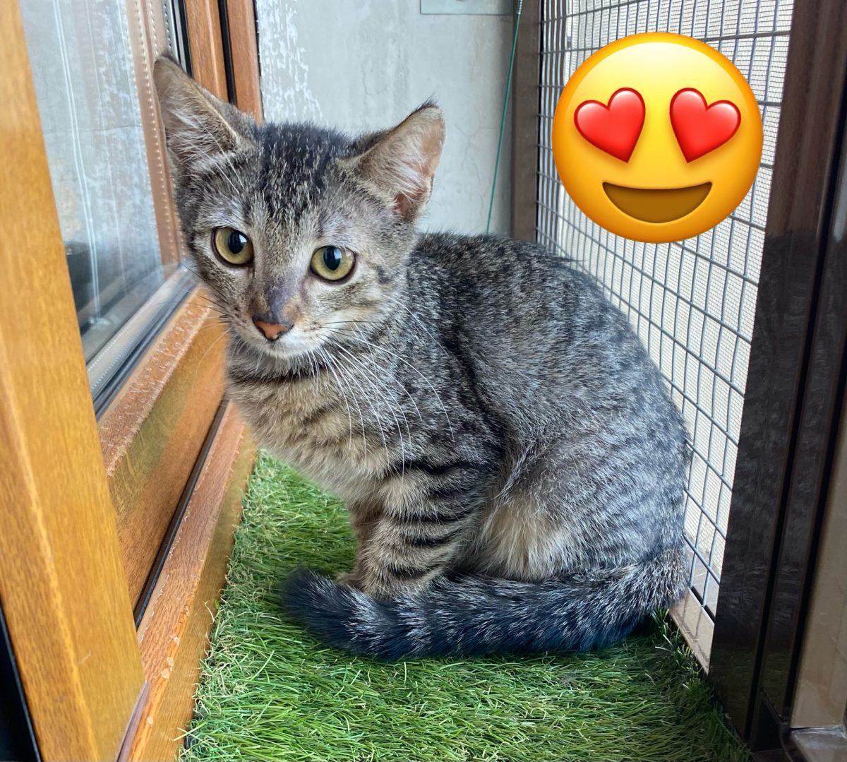 Micuța Konie