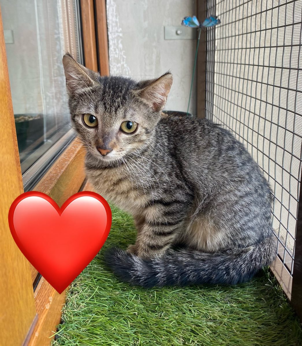 Konie frumușica 🥰