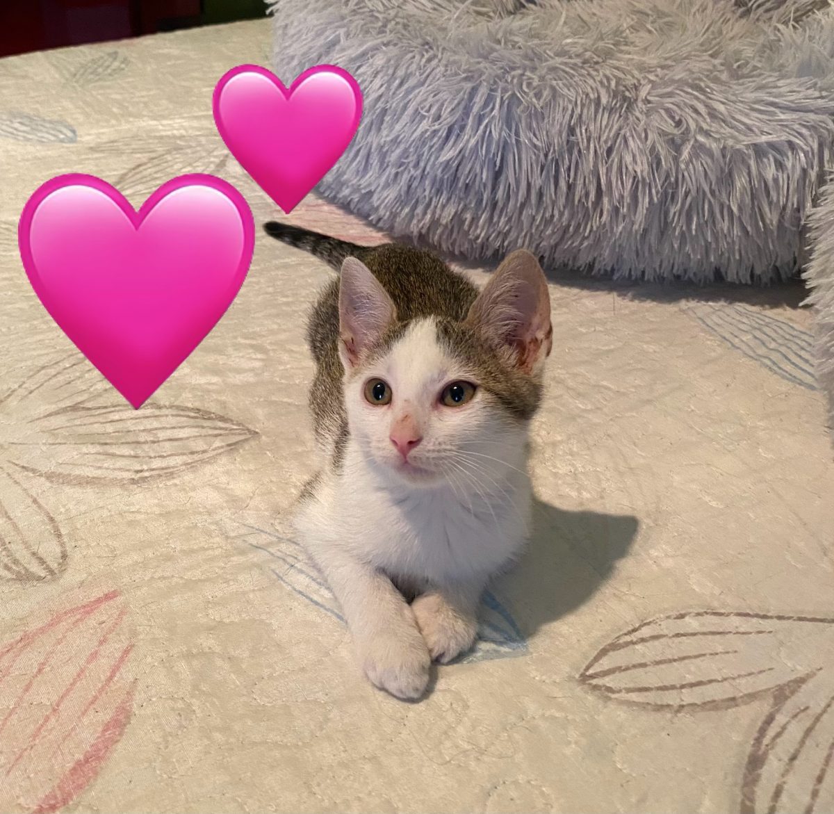 Micuța Sisi😍