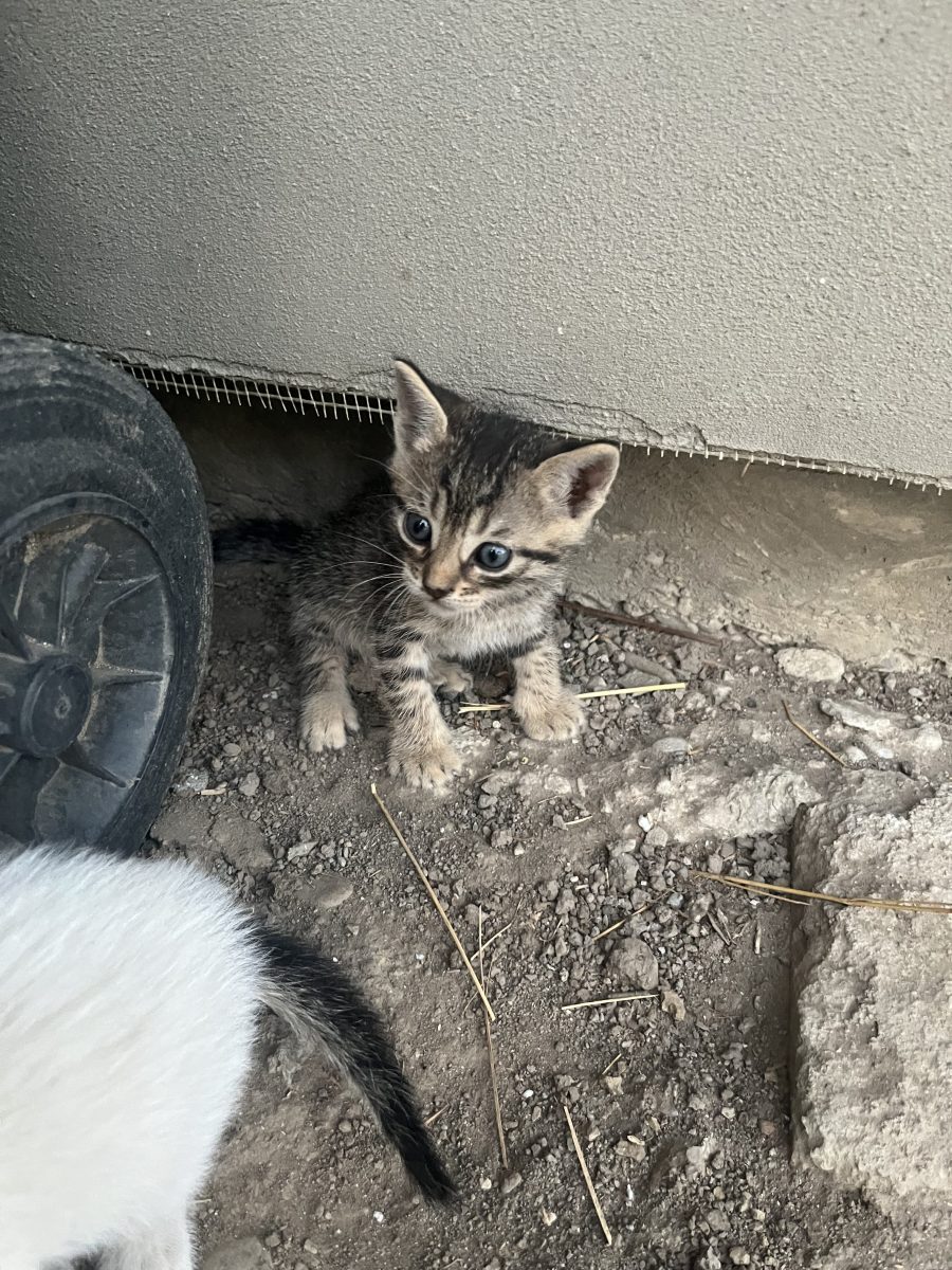 Pisici spre adopție