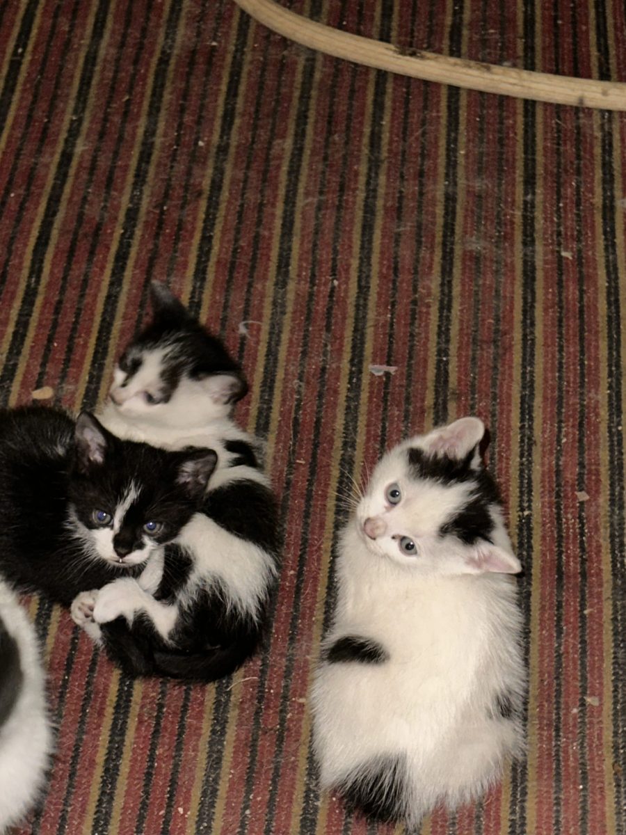 Adopție puiuti de pisică